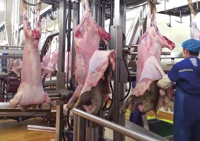 6000 Sheep Per Shift Slaughtering Line